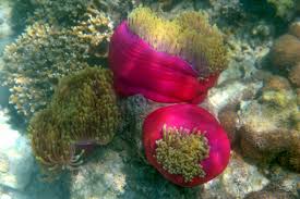 Red Base Ritteri Anemone