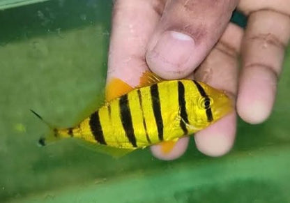 Golden Trevally Fish