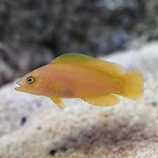 Yellow Dottyback Fish