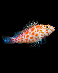 Pixy Hawk Fish