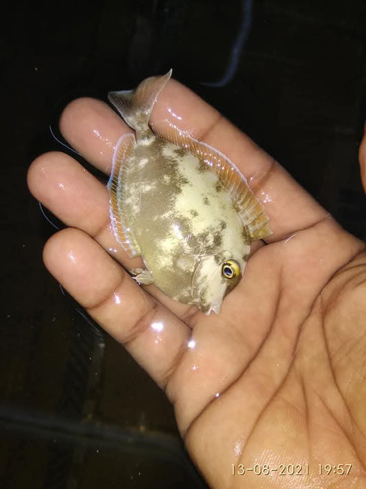 Blue Spine Unicon Tang Fish Juvenil