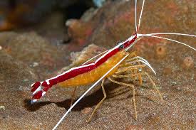 Cleaner Shrimp
