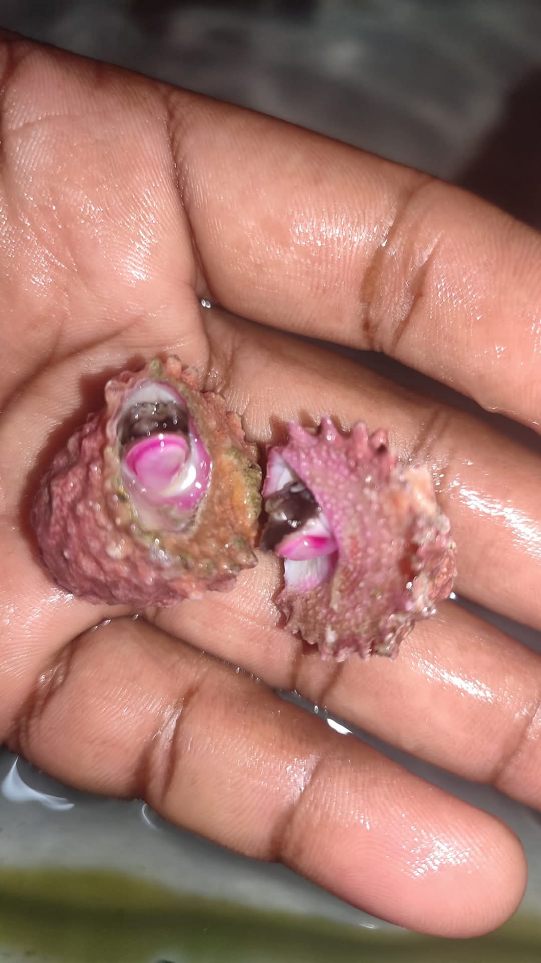 Deep Sea Spiney Turbo Snail