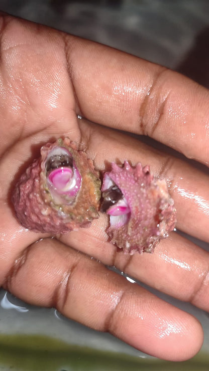 Deep Sea Spiney Turbo Snail