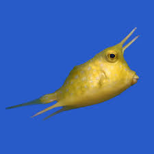 Cow Fish