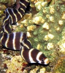 Barred Moray Eel Fish
