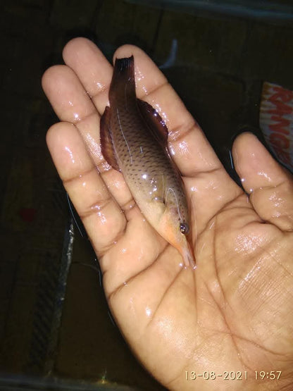 Brown Bird Wrasse