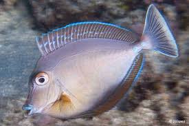 Blue Spine Unicon Tang Fish Juvenil