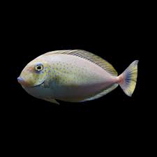 Valmigii Tang Fish