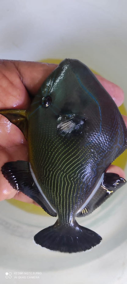 Black Trigger Fish
