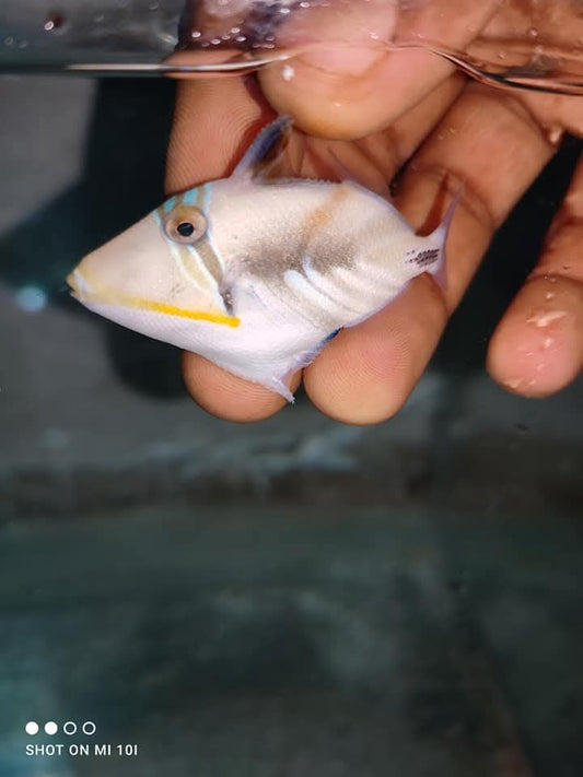 Picasso Trigger Fish