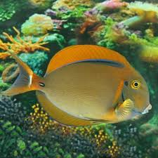 Black Spot Tang Fish