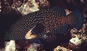 Blue Spotted Grouper