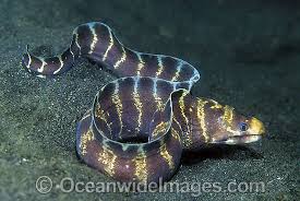 Barred Moray Eel Fish
