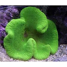Green Carpet Anemone