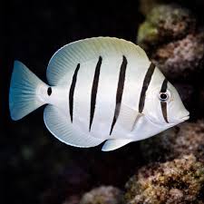 Convic tang fish