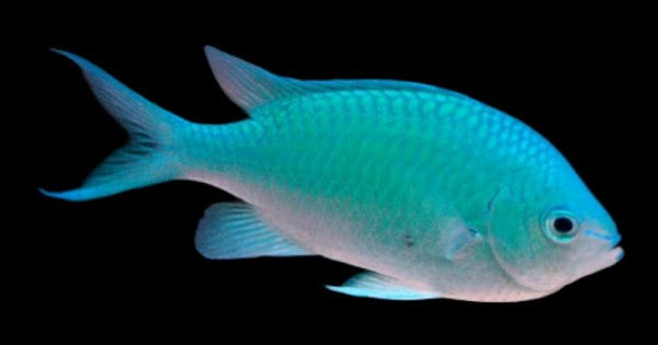 Blue green chromis Fish