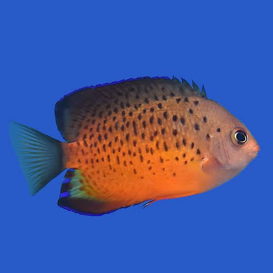 Rusty angel fish