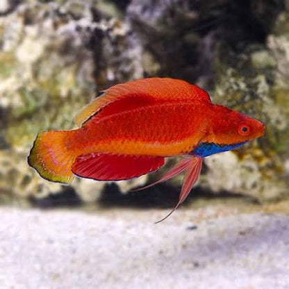 Blue throat fairy warsse fish