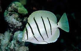 Convic tang fish