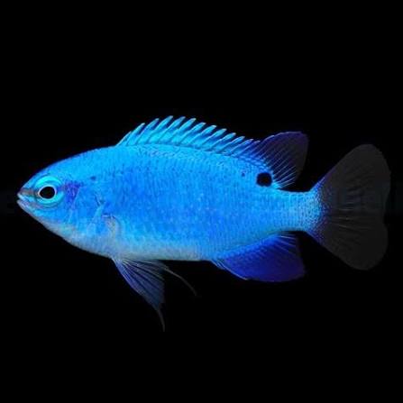 Electric blue damsel fish female