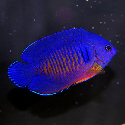Purple deep coral beauty angel fish