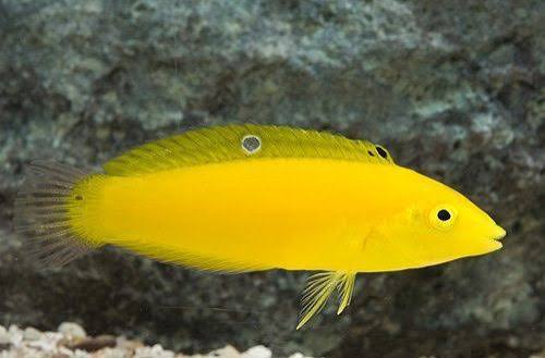 Yellow coris warsse fish