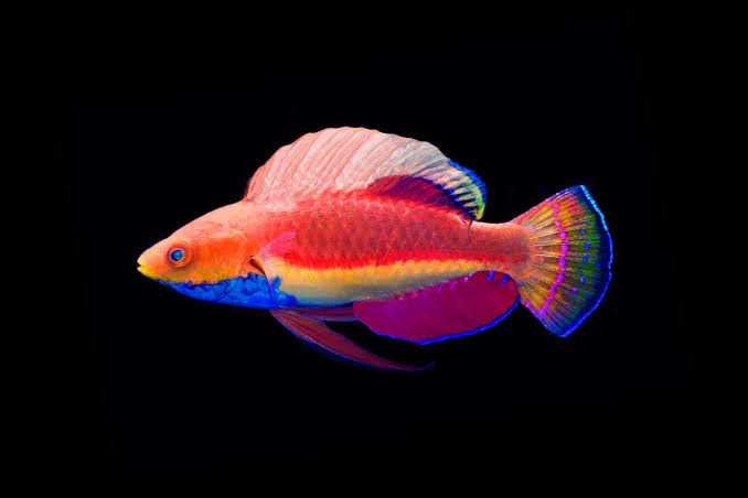 Blue throat fairy warsse fish
