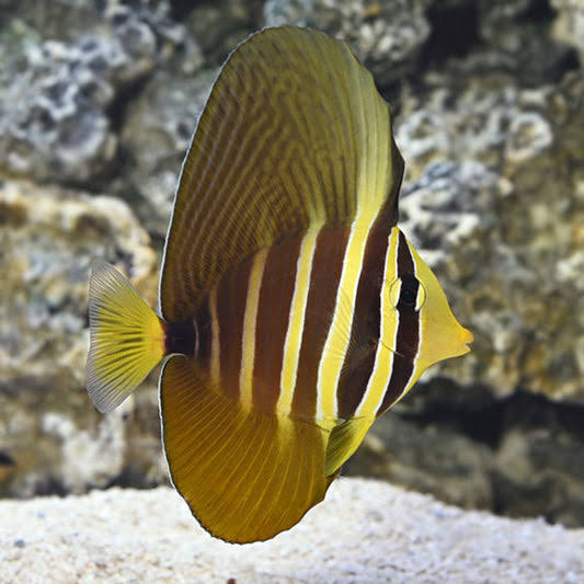 Pacific salfin tang fish