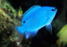 Electric blue damsel fish female