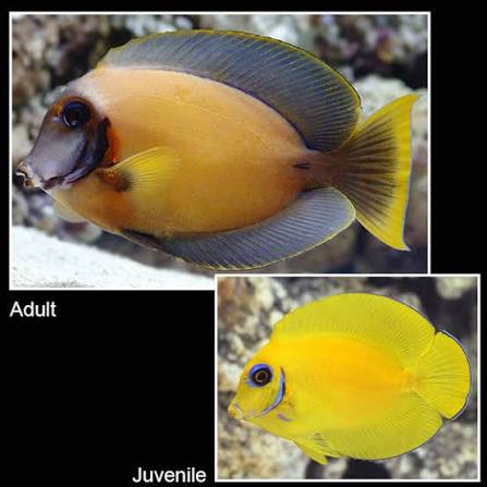 Chocolate tang fish