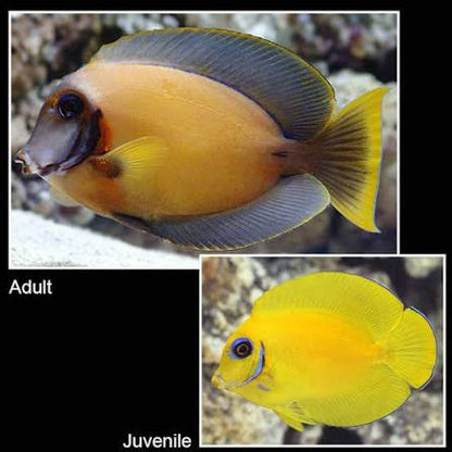 Chocolate tang fish