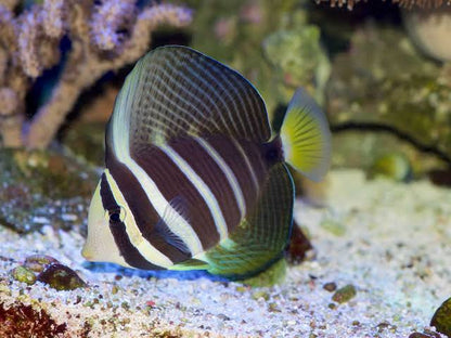 Pacific salfin tang fish