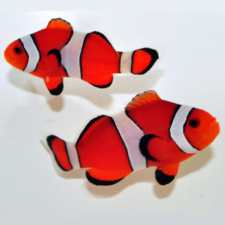 Red ocellaris clownfish