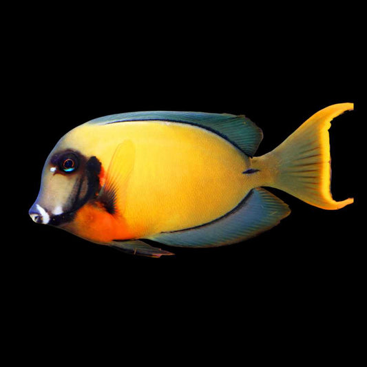 Chocolate tang fish