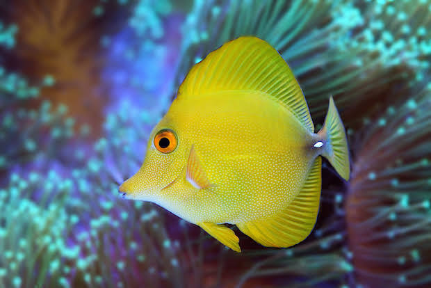 Philippine yellow scopes tang fish