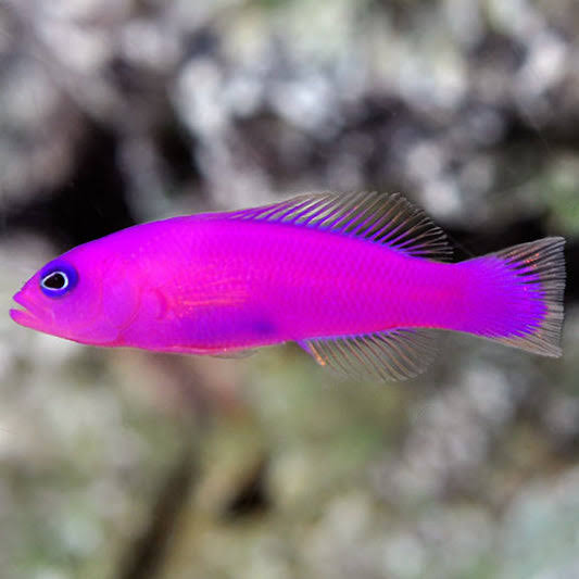 Maganta dottback fish