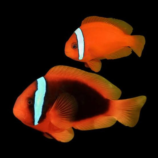 Philippine red tomato clown fish pair
