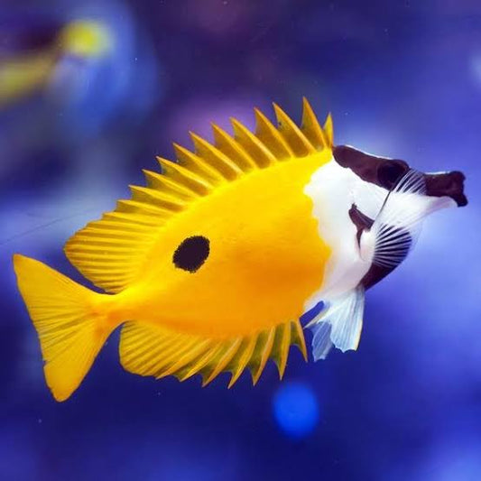 Foxface Rabbitfish