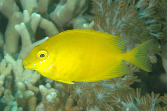 Coral rabbit fish